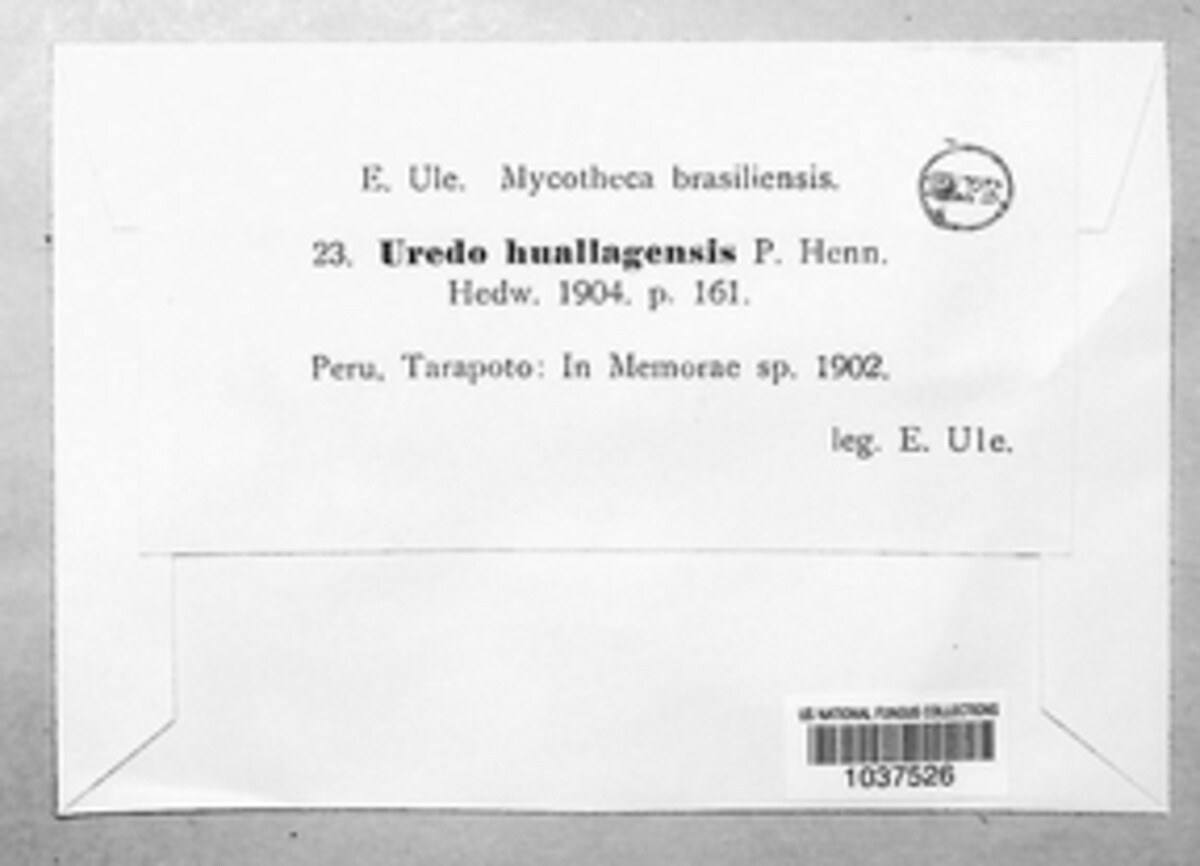 Uredo huallagensis image